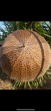 Parapluie Savane